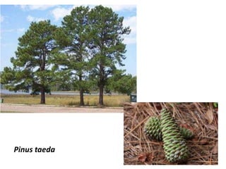 Pinus taeda
 