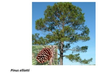 Pinus elliotti
 