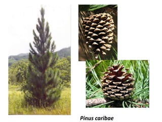 Pinus caribae
 