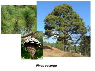 Pinus oocarpa
 