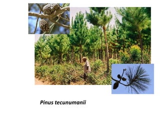 Pinus tecunumanii
 