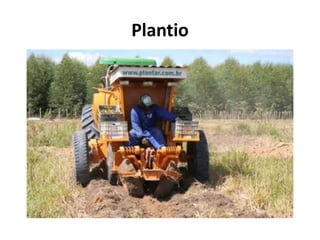 Plantio
 