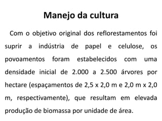 Manejo da cultura
Com o objetivo original dos reflorestamentos foi
suprir a indústria de papel e celulose, os
povoamentos foram estabelecidos com uma
densidade inicial de 2.000 a 2.500 árvores por
hectare (espaçamentos de 2,5 x 2,0 m e 2,0 m x 2,0
m, respectivamente), que resultam em elevada
produção de biomassa por unidade de área.
 