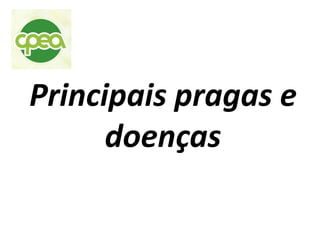 Principais pragas e
doenças
 