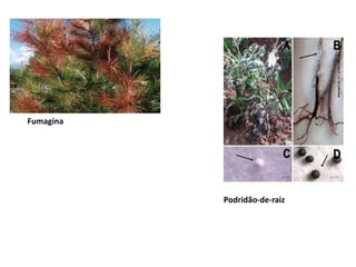 Podridão-de-raiz
Fumagina
 
