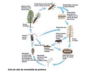 Ciclo de vida do nematóide do pinheiro
 