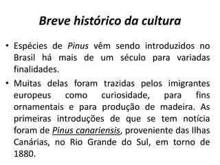 Breve histórico da cultura
• Espécies de Pinus vêm sendo introduzidos no
Brasil há mais de um século para variadas
finalidades.
• Muitas delas foram trazidas pelos imigrantes
europeus como curiosidade, para fins
ornamentais e para produção de madeira. As
primeiras introduções de que se tem notícia
foram de Pinus canariensis, proveniente das Ilhas
Canárias, no Rio Grande do Sul, em torno de
1880.
 