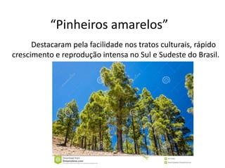 “Pinheiros amarelos”
Destacaram pela facilidade nos tratos culturais, rápido
crescimento e reprodução intensa no Sul e Sudeste do Brasil.
 