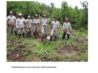 Trabalhadores numa área de reflorestamento
 
