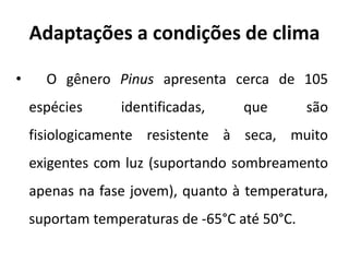 Adaptações a condições de clima
• O gênero Pinus apresenta cerca de 105
espécies identificadas, que são
fisiologicamente resistente à seca, muito
exigentes com luz (suportando sombreamento
apenas na fase jovem), quanto à temperatura,
suportam temperaturas de -65°C até 50°C.
 