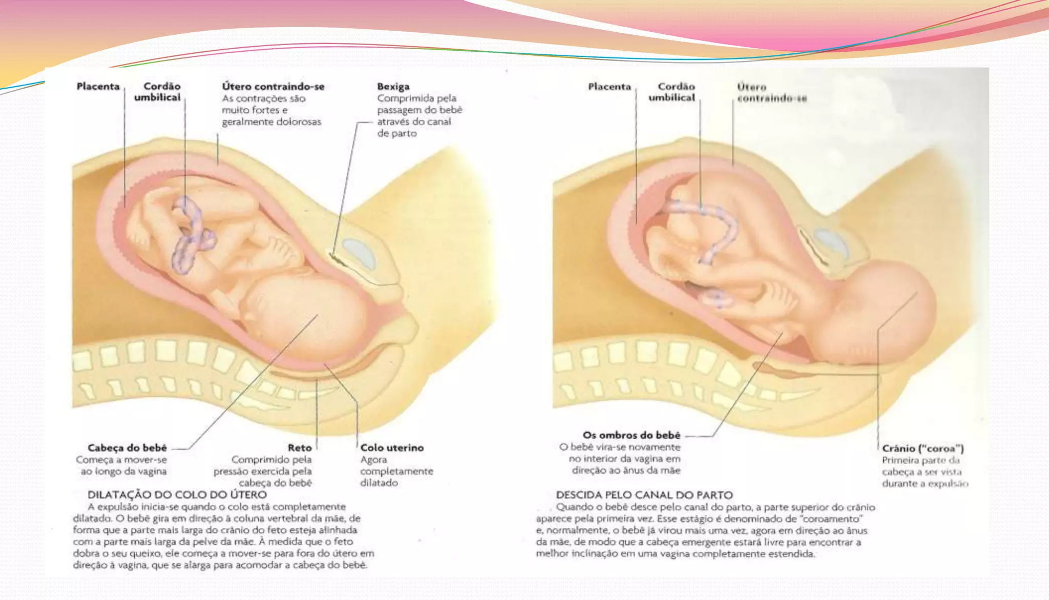 Desenvolvimento pré natal