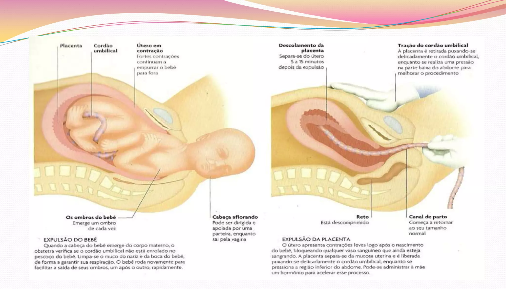 Desenvolvimento pré natal