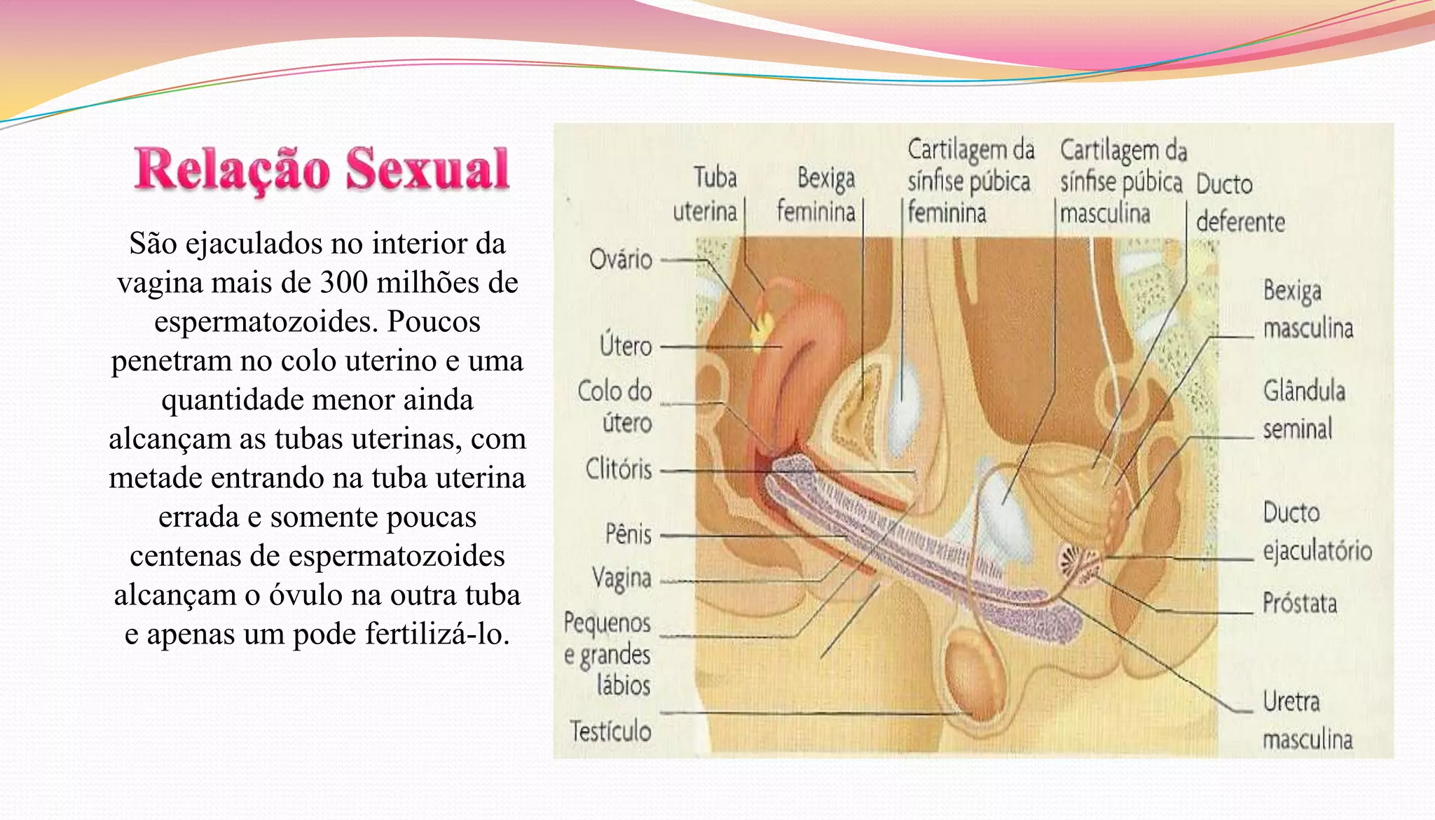 São ejaculados no interior da
vagina mais de 300 milhões de
espermatozoides. Poucos
penetram no colo uterino e uma
quantidade menor ainda
alcançam as tubas uterinas, com
metade entrando na tuba uterina
errada e somente poucas
centenas de espermatozoides
alcançam o óvulo na outra tuba
e apenas um pode fertilizá-lo.
 