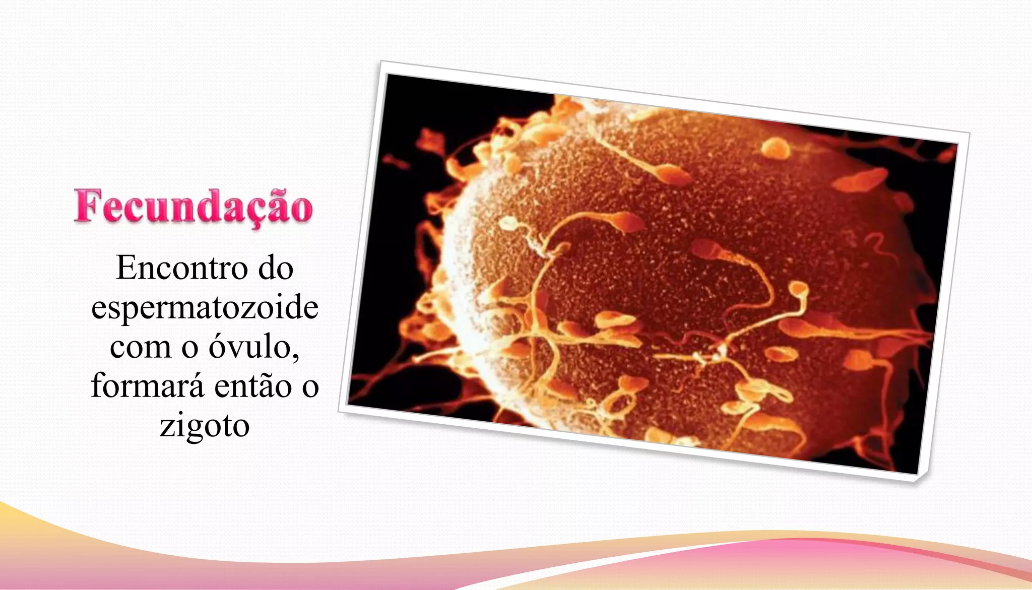 Encontro do
espermatozoide
com o óvulo,
formará então o
zigoto
 