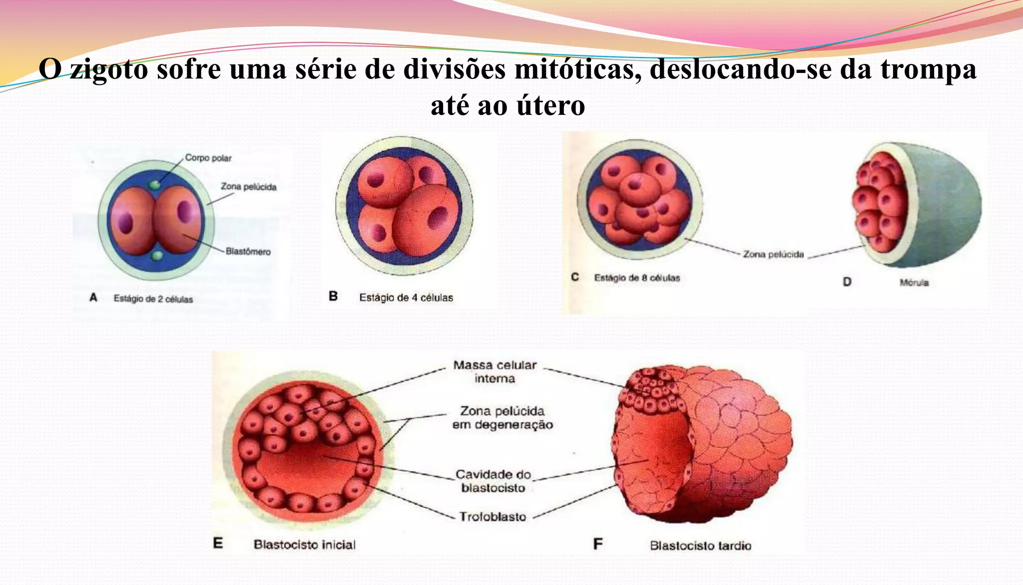 O zigoto sofre uma série de divisões mitóticas, deslocando-se da trompa
até ao útero
 