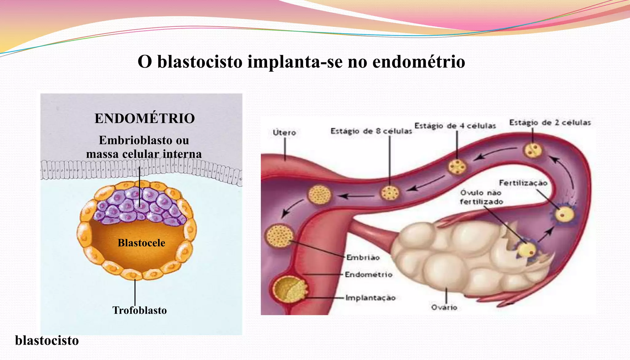 O blastocisto implanta-se no endométrio
ENDOMÉTRIO
Embrioblasto ou
massa celular interna
Blastocele
Trofoblasto
blastocisto
 