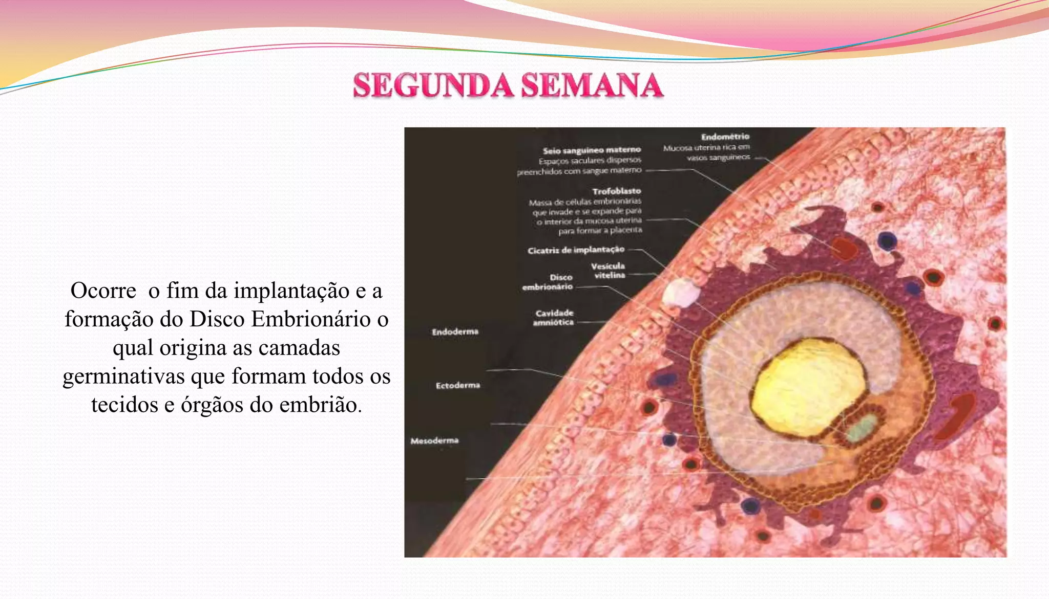 Ocorre o fim da implantação e a
formação do Disco Embrionário o
qual origina as camadas
germinativas que formam todos os
tecidos e órgãos do embrião.
 