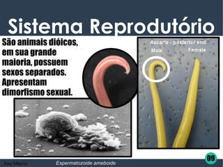 Espermatozoide ameboide
Sistema Reprodutório
São animais dióicos,
em sua grande
maioria, possuem
sexos separados.
Apresentam 
dimorfismo sexual.
09
Ana Márcia
 