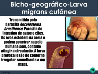 Bicho-geográfico-Larva
migrans cutânea
Transmitida pelo
parasita Ancylostoma
brasiliense. Parasita do
intestino de gatos e cães.
Os ovos eclodem na areia e
podem penetrar na pele
humana sem, contudo
atingir a circulação. A larva
provoca lesão de contorno
irregular, semelhante a um
mapa.
19
Rodrigo
 