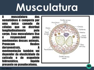 Musculatura
03
A musculatura dos
nematódeos é composta por
uma única camada de
células que se distribui
longitudinalmente pelo
corpo. Essa musculatura lisa
é responsável pelos
movimentos desses animais.
Provocam flexões
dorsoventrais. A
movimentação também vai
depender da elasticidade da
cutícula e do esqueleto
hidrostático, líquido
presente no pseudoceloma.
Ana Márcia
 