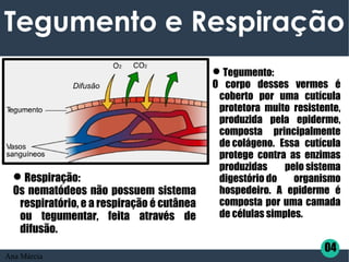 Tegumento e Respiração
Difusão
Tegumento:
O corpo desses vermes é
coberto por uma cutícula
protetora muito resistente,
produzida pela epiderme,
composta principalmente
de colágeno. Essa cutícula
protege contra as enzimas
produzidas pelo sistema
digestório do organismo
hospedeiro. A epiderme é
composta por uma camada
de células simples.
Respiração:
Os nematódeos não possuem sistema
respiratório, e a respiração é cutânea
ou tegumentar, feita através de
difusão.
04
Ana Márcia
 