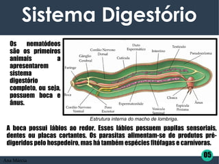 Sistema Digestório
Os nematódeos
são os primeiros
animais a
apresentarem
sistema
digestório
completo, ou seja,
possuem boca e
ânus.
A boca possui lábios ao redor. Esses lábios possuem papilas sensoriais,
dentes ou placas cortantes. Os parasitas alimentam-se de produtos pré-
digeridos pelo hospedeiro, mas há também espécies fitófagas e carnívoras.
05
Estrutura interna do macho de lombriga.
Ana Márcia
 