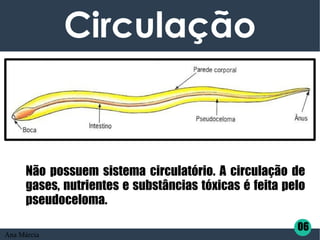 Circulação
Não possuem sistema circulatório. A circulação de
gases, nutrientes e substâncias tóxicas é feita pelo
pseudoceloma.
06
Ana Márcia
 