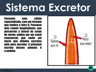 Possuem uma célula
especializada, com um formato
que lembra a letra H. Possuem
dois canais longitudinais, que
percorrem a lateral do corpo
do verme, unidas por um canal
transversal, que emite um
ducto que elimina excretas
pelo poro excretor. A principal
excreta desses animais é
a amônia.
Sistema Excretor
07
Ana Márcia
 