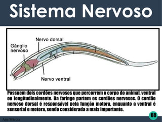 Sistema Nervoso
Possuem dois cordões nervosos que percorrem o corpo do animal, ventral
ou longitudinalmente. Da faringe partem os cordões nervosos. O cordão
nervoso dorsal é responsável pela função motora, enquanto a ventral é
sensorial e motora, sendo considerada a mais importante.
08
Ana Márcia
 