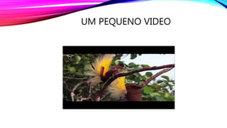 UM PEQUENO VIDEO
 