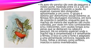 • As aves-do-paraíso são aves de pequeno a
médio porte, medindo entre 15 a 120 cm
de comprimento, incluindo a cauda. As
espécies maiores têm dimensões
aproximadas a um corvo. O grupo é
notório por dimorfismo sexual extremo: as
fêmeas têm plumagem monótona, em tons
de cinzento e castanho, enquanto que os
machos da maioria das espécies são muito
coloridos, por vezes em tons contrastantes
e/ou iridiscentes, com caudas longas e/ou
penas que se destacam na cabeça e
pescoço. Há no entanto espécies onde o
macho não é ornamentado e é semelhante
à fêmea. O bico é curto e forte e adaptado
a uma alimentação omnívora, baseada em
frutos, folhas e animais como anfíbios,
insectos e outros invertebrados.
 