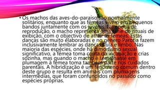• Os machos das aves-do-paraíso são normalmente
solitários, enquanto que as fêmeas vivem em pequenos
bandos juntamente com os juvenis. Na época de
reprodução, o macho representa uma série de rituais de
exibição, com o objectivo de atrair as fêmeas. Estas
danças são muito elaboradas e no género Parotia fazem
inclusivamente lembrar as danças hula e limbo. Nas
maioria das espécies, onde há dimorfismo sexual
significativo, a fêmea toma conta da incubação e crias
sozinha, mas quando o macho é semelhante em
plumagem à fêmea toma também parte nos cuidados
parentais. A hibridização é um fenómeno comum dentro
deste grupo e resulta em animais com plumagens
intermédias, que foram confundidos no passado como
espécies próprias.
 