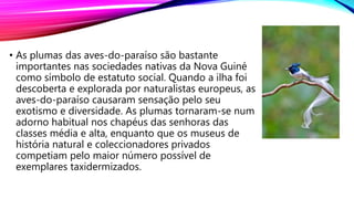 • As plumas das aves-do-paraíso são bastante
importantes nas sociedades nativas da Nova Guiné
como símbolo de estatuto social. Quando a ilha foi
descoberta e explorada por naturalistas europeus, as
aves-do-paraíso causaram sensação pelo seu
exotismo e diversidade. As plumas tornaram-se num
adorno habitual nos chapéus das senhoras das
classes média e alta, enquanto que os museus de
história natural e coleccionadores privados
competiam pelo maior número possível de
exemplares taxidermizados.
 