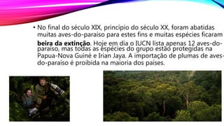 • No final do século XIX, princípio do século XX, foram abatidas
muitas aves-do-paraíso para estes fins e muitas espécies ficaram
beira da extinção. Hoje em dia o IUCN lista apenas 12 aves-do-
paraíso, mas todas as espécies do grupo estão protegidas na
Papua-Nova Guiné e Irian Jaya. A importação de plumas de aves-
do-paraíso é proibida na maioria dos países.
 