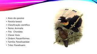 • Aves-do-paraíso
• Parotia lawesii
• Classificação científica
• Reino: Animalia
• Filo: Chordata
• Classe: Aves
• Ordem: Passeriformes
• Família: Paradisaeidae
• Tribo: Paradisaein
 