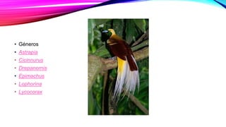 • Géneros
• Astrapia
• Cicinnurus
• Drepanornis
• Epimachus
• Lophorina
• Lycocorax
 