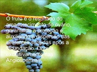 O fruto é o resultado do
amadurecimento do ovário,
garantindo a proteção e
auxiliando a dispersão das
sementes surgidas após a
fecundação. Ocorre
exclusivamente nas
Angiospermas.
 