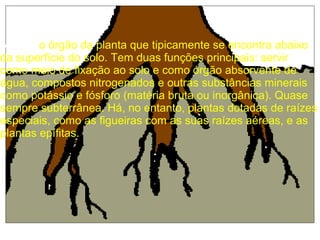 A raiz é o órgão da planta que tipicamente se encontra abaixo
da superfície do solo. Tem duas funções principais: servir
como meio de fixação ao solo e como órgão absorvente de
água, compostos nitrogenados e outras substâncias minerais
como potássio e fósforo (matéria bruta ou inorgânica). Quase
sempre subterrânea. Há, no entanto, plantas dotadas de raízes
especiais, como as figueiras com as suas raízes aéreas, e as
plantas epífitas.
 