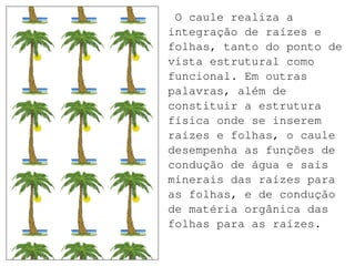 O caule realiza a
integração de raízes e
folhas, tanto do ponto de
vista estrutural como
funcional. Em outras
palavras, além de
constituir a estrutura
física onde se inserem
raízes e folhas, o caule
desempenha as funções de
condução de água e sais
minerais das raízes para
as folhas, e de condução
de matéria orgânica das
folhas para as raízes.
 