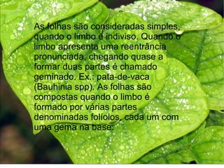 As folhas são consideradas simples,
quando o limbo é indiviso. Quando o
limbo apresenta uma reentrância
pronunciada, chegando quase a
formar duas partes é chamado
geminado. Ex.: pata-de-vaca
(Bauhinia spp). As folhas são
compostas quando o limbo é
formado por várias partes
denominadas folíolos, cada um com
uma gema na base.
 
