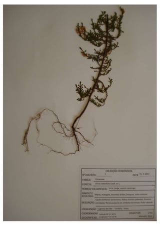 HERBARIUM