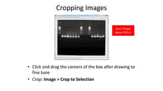 • Click and drag the corners of the box after drawing to
fine tune
• Crop: Image > Crop to Selection
Cropping Images
Don’t forget
about Ethics!
 
