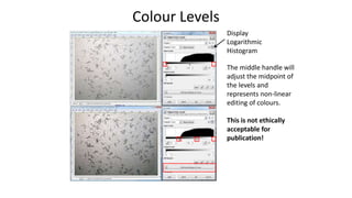 Colour Levels
Display
Logarithmic
Histogram
The middle handle will
adjust the midpoint of
the levels and
represents non-linear
editing of colours.
This is not ethically
acceptable for
publication!
 