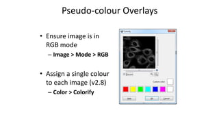 • Ensure image is in
RGB mode
– Image > Mode > RGB
• Assign a single colour
to each image (v2.8)
– Color > Colorify
Pseudo-colour Overlays
 