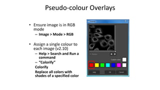 • Ensure image is in RGB
mode
– Image > Mode > RGB
• Assign a single colour to
each image (v2.10)
– Help > Search and Run a
command
– “Colorify”
Colorify
Replace all colors with
shades of a specified color
Pseudo-colour Overlays
 