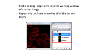 • Click and drag image layer in to the working window
of another image
• Repeat this until one image has all of the desired
layers
 