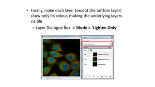 • Finally, make each layer (except the bottom layer)
show only its colour, making the underlying layers
visible
– Layer Dialogue Box -> Mode > ‘Lighten Only’
 