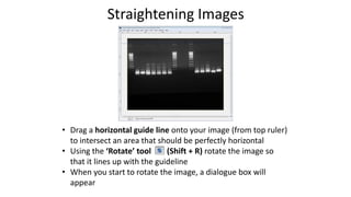 Straightening Images
• Drag a horizontal guide line onto your image (from top ruler)
to intersect an area that should be perfectly horizontal
• Using the ‘Rotate’ tool (Shift + R) rotate the image so
that it lines up with the guideline
• When you start to rotate the image, a dialogue box will
appear
 