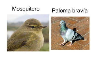 Mosquitero Paloma bravía 