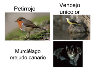 Petirrojo Vencejo unicolor Murciélago orejudo canario 